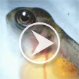 Fish Video